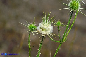 Dipsacus ferox (Scardaccione spinosissimo)