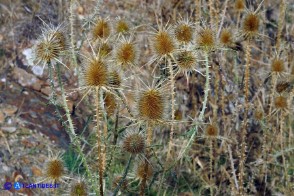 Dipsacus ferox (Scardaccione spinosissimo)