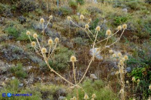 Dipsacus ferox (Scardaccione spinosissimo)