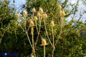 Dipsacus ferox (Scardaccione spinosissimo)