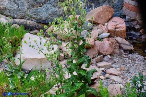 Dipsacus valsecchii (Scardaccione d'Ogliastra)