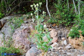 Dipsacus valsecchii (Scardaccione d'Ogliastra)