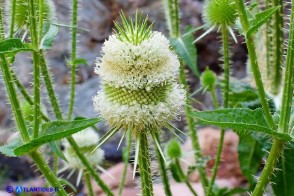 Dipsacus valsecchii (Scardaccione d'Ogliastra)