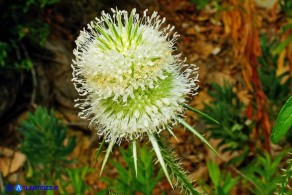 Dipsacus valsecchii (Scardaccione d'Ogliastra)