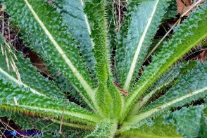 Dipsacus valsecchii (Scardaccione d'Ogliastra)