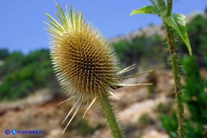 Dipsacus valsecchii (Scardaccione d'Ogliastra)