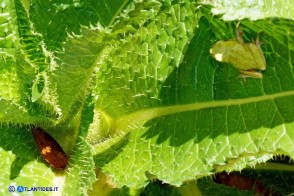 Dipsacus valsecchii (Scardaccione d'Ogliastra) con raganella (Ila sarda)