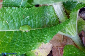 Dipsacus valsecchii (Scardaccione d'Ogliastra) con raganella (Ila sarda)