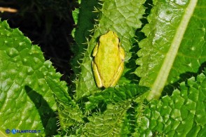 Dipsacus valsecchii (Scardaccione d'Ogliastra) con raganella (Ila sarda)
