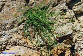 Dorycnopsis gerardi (Vulneraria di Gerard)