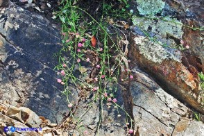 Dorycnopsis gerardi (Vulneraria di Gerard)