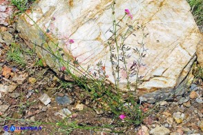 Dorycnopsis gerardi (Vulneraria di Gerard)