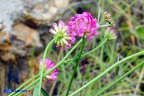 Dorycnopsis gerardi (Vulneraria di Gerard)