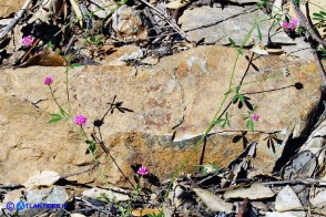 Dorycnopsis gerardi (Vulneraria di Gerard)