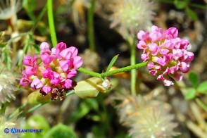 Dorycnopsis gerardi (Vulneraria di Gerard)