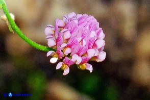 Dorycnopsis gerardi (Vulneraria di Gerard)