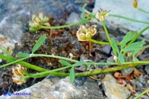 Dorycnopsis gerardi (Vulneraria di Gerard): i frutti (legumi)