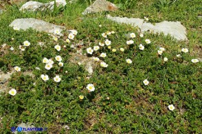 Drymocallis corsica (Cinquefoglia di Corsica)