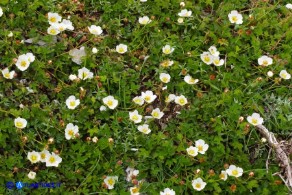 Drymocallis corsica (Cinquefoglia di Corsica)