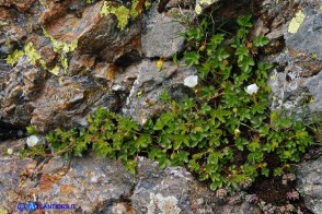 Drymocallis corsica (Cinquefoglia di Corsica)
