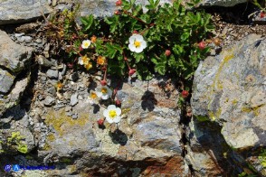 Drymocallis corsica (Cinquefoglia di Corsica)