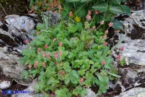 Drymocallis corsica (Cinquefoglia di Corsica)