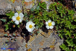 Drymocallis corsica (Cinquefoglia di Corsica)