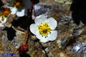 Drymocallis corsica (Cinquefoglia di Corsica)