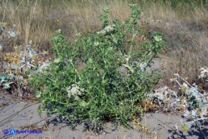 Echinophora spinosa (Finocchio litorale spinoso)