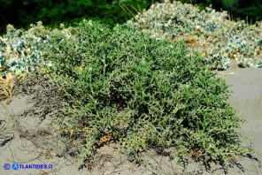 Echinophora spinosa (Finocchio litorale spinoso)