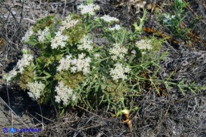 Echinophora spinosa (Finocchio litorale spinoso)