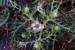Echinophora spinosa (Finocchio litorale spinoso)