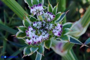 Echinophora spinosa (Finocchio litorale spinoso)