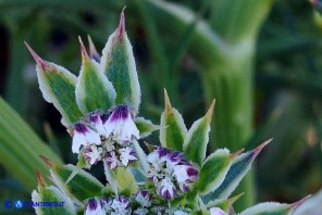 Echinophora spinosa (Finocchio litorale spinoso)