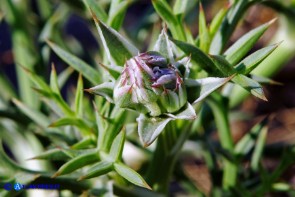 Echinophora spinosa (Finocchio litorale spinoso)