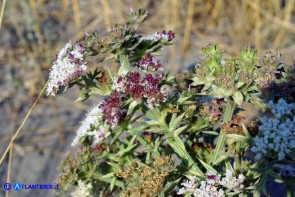 Echinophora spinosa (Finocchio litorale spinoso)