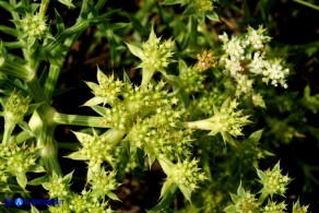 Echinophora spinosa (Finocchio litorale spinoso)
