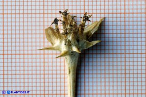 Echinophora spinosa (Finocchio litorale spinoso): un'ombrellula lignificata