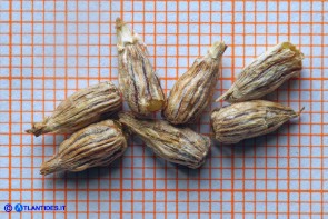 Echinophora spinosa (Finocchio litorale spinoso): i mericarpi