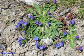 Echium anchusoides (Viperina ancusoide)