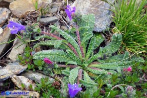 Echium anchusoides (Viperina ancusoide)