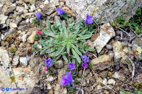 Echium anchusoides (Viperina ancusoide)