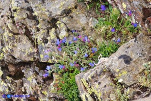 Echium anchusoides (Viperina ancusoide)