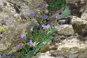 Echium anchusoides (Viperina ancusoide)