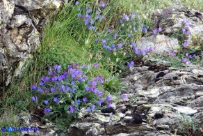 Echium anchusoides (Viperina ancusoide)