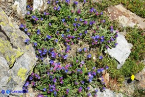 Echium anchusoides (Viperina ancusoide)