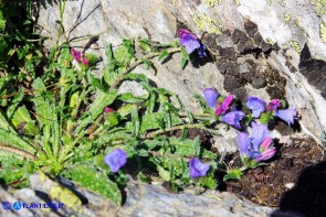 Echium anchusoides (Viperina ancusoide)