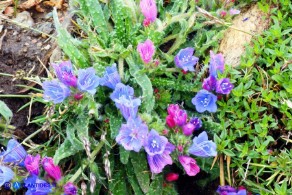 Echium anchusoides (Viperina ancusoide)