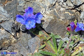Echium anchusoides (Viperina ancusoide)