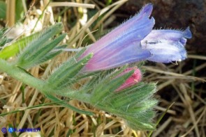 Echium anchusoides (Viperina ancusoide)